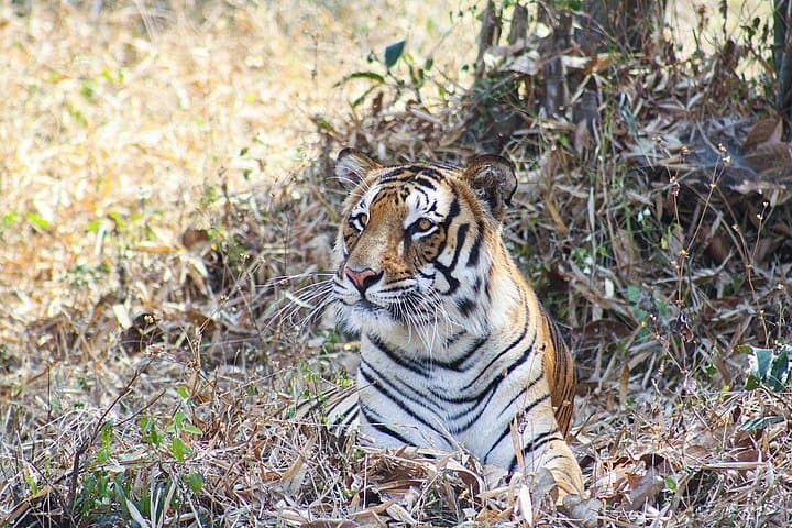 Golden Triangle India Tour: Delhi, Agra, Ranthambhore & Jaipur — 9-Day All-Inclusive Adventure photo 3