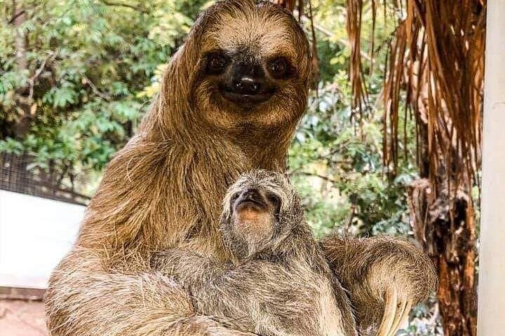 Roatán Extreme Adventure: Zipline, Sloths, Snorkel & Island Treats photo 3
