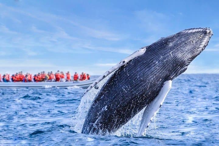 Puerto Vallarta Whale Watching Catamaran Adventure