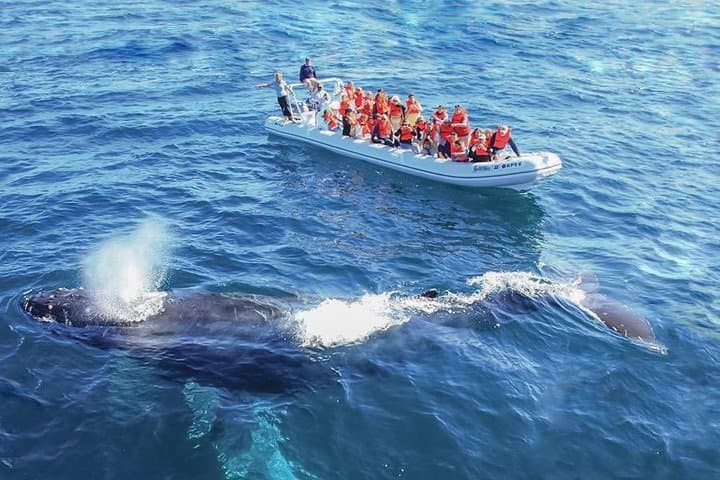 Puerto Vallarta Whale Watching Catamaran Adventure photo 2