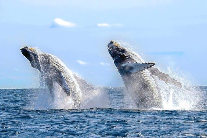 Puerto Vallarta Whale Watching Catamaran Adventure photo 3