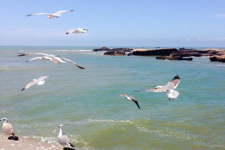 Essaouira Daytrip from Marrakech — Mogador's Wind, Art and Argan Goats photo 2