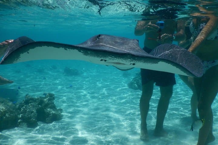 Moorea Grand Jet Ski Tour — 3-Hour Lagoon Ride with Ray & Shark Swim photo 4