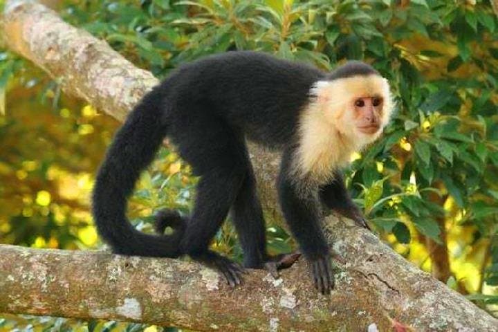 Roatán Cruise Combo: Sloths, Chocolate Factory & West Bay Beach Day Trip photo 6