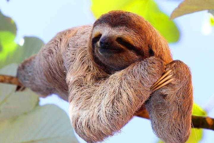 Roatán Cruise Combo: Sloths, Chocolate Factory & West Bay Beach Day Trip photo 4