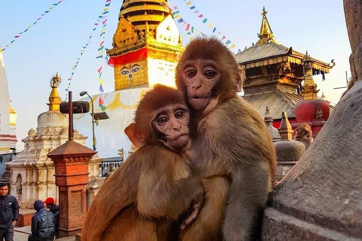 Private Day Tour: Kathmandu Durbar Square & Swayambhu (Swayambhunath) Stupa photo 2