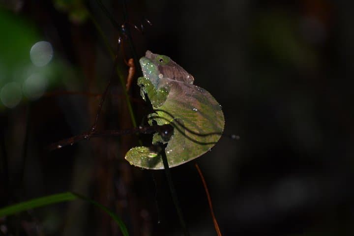 Private 12-Day Highlights of Madagascar: Ranomafana, Isalo & Highland Culture photo 6