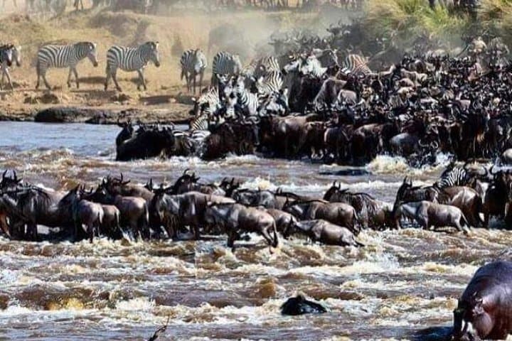 Witness the Great Wildebeest Migration: 8-Day Mara River Crossing Safari