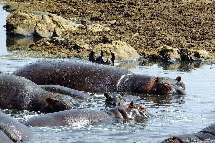 Witness the Great Wildebeest Migration: 8-Day Mara River Crossing Safari photo 3