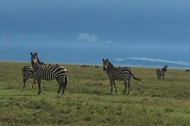 4-Day Northern Tanzania Safari: Tarangire, Serengeti & Ngorongoro Lodge Tour photo 6