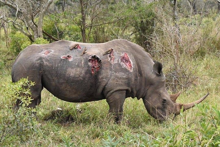 3-Day Safari: Tarangire, Ngorongoro Crater & Lake Manyara (Budget Camping) photo 2