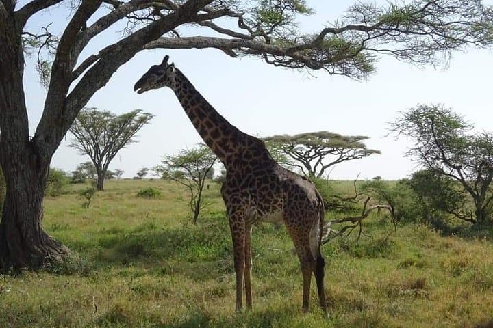 4-Day Northern Tanzania Safari: Tarangire, Serengeti & Ngorongoro Lodge Tour