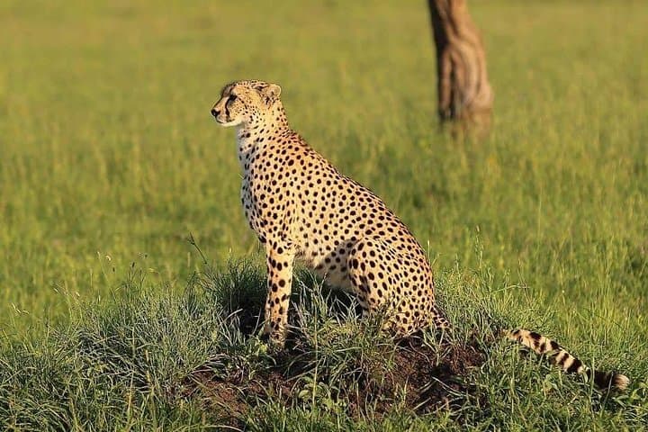 4-Day Northern Tanzania Safari: Tarangire, Serengeti & Ngorongoro Lodge Tour photo 3