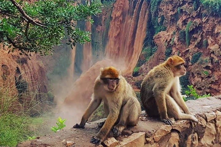 Ouzoud Waterfalls Day Trip from Marrakech: Guide to the 110m Falls & Monkeys photo 2