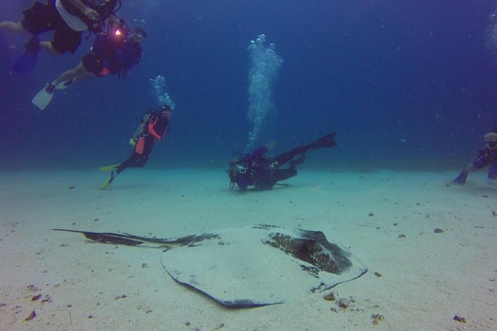 Caribbean Wrecks and Reefs: St Maarten Scuba Diving for Certified Divers photo 4