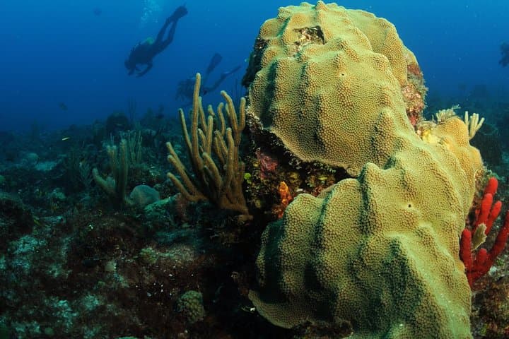 Caribbean Wrecks and Reefs: St Maarten Scuba Diving for Certified Divers photo 6