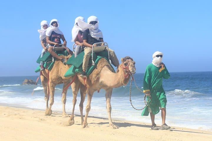 Sunset Camel Ride in Baja: Camel-Back Desert Tour Near San José del Cabo photo 4