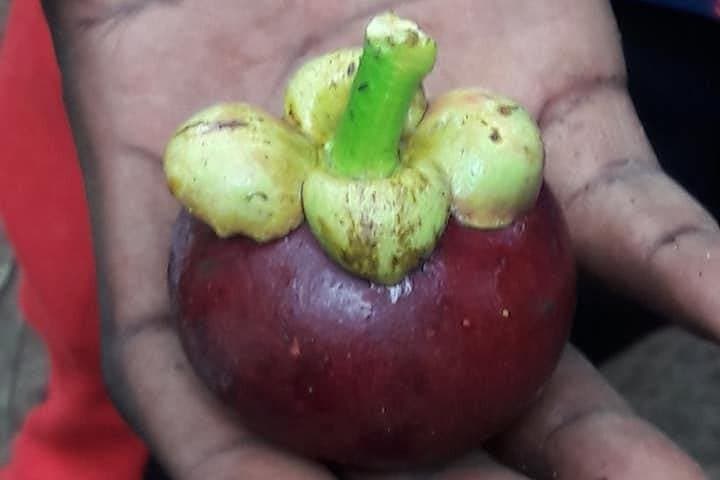 Zanzibar Spice Tour: Kizimbani Plantations & Tropical Tastes photo 5