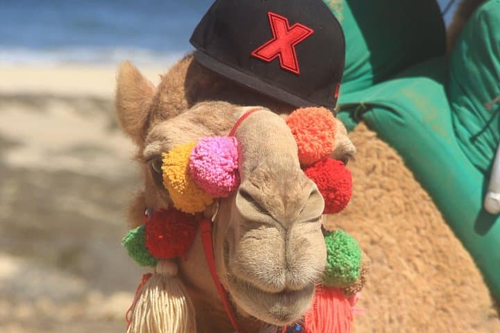 Sunset Camel Ride in Baja: Camel-Back Desert Tour Near San José del Cabo photo 2