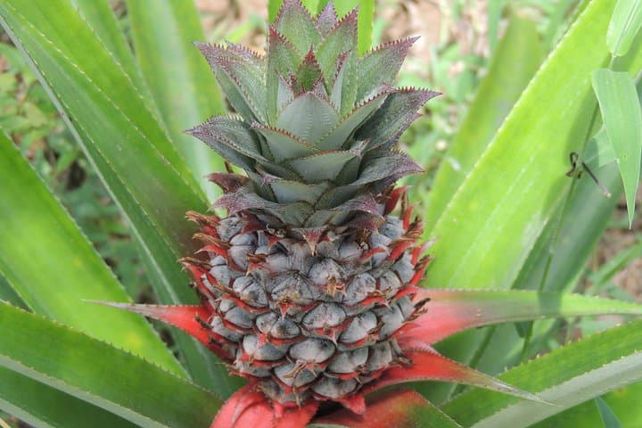 Zanzibar Spice Tour: Kizimbani Plantations & Tropical Tastes photo 6