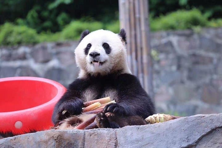 Chengdu Panda Base & Huanglongxi Ancient Town Day Trip — See Giant Pandas and Historic Streets photo 1
