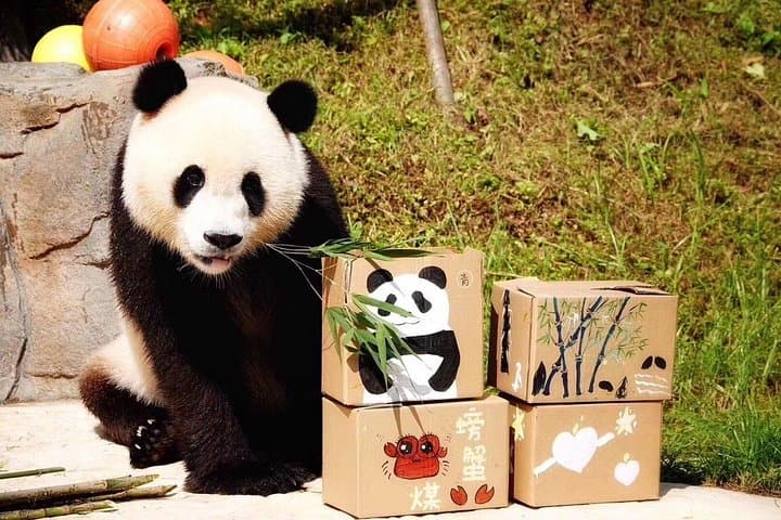 Chengdu Panda Base & Huanglongxi Ancient Town Day Trip — See Giant Pandas and Historic Streets photo 3