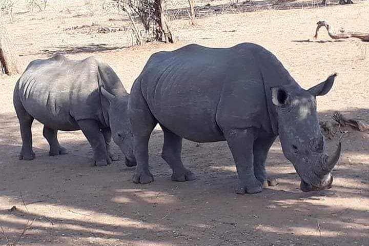 Game Drive and Rhino Walk at Mosi-oa-Tunya National Park, Livingstone