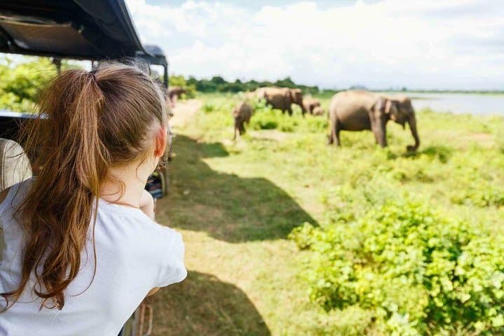 Half-Day Minneriya Safari: Witness Sri Lankas Great Elephant Gathering