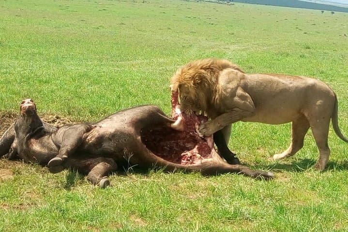 5-Day Mombasa Safari: Tsavo East, Tsavo West, Amboseli & Ngutuni Wildlife Circuit photo 1