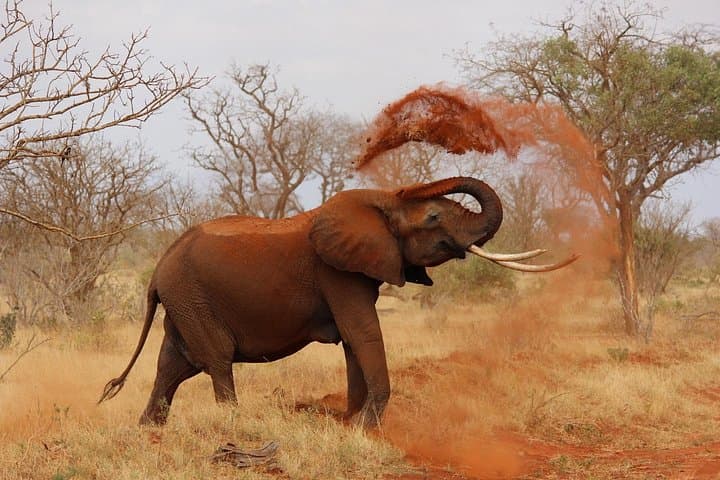 2-Day Tsavo West Safari from Nairobi — Elephants, Mzima Springs & Private Game Drives