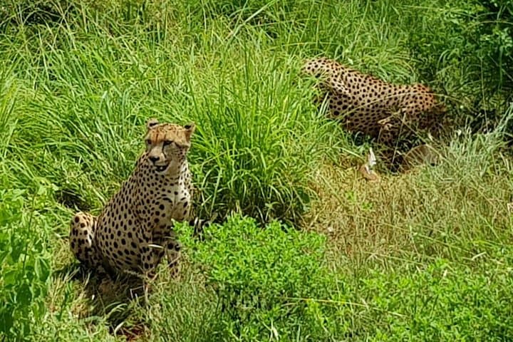 2-Day Tsavo East Safari: Close Encounters with Lions and Dust-Red Elephants