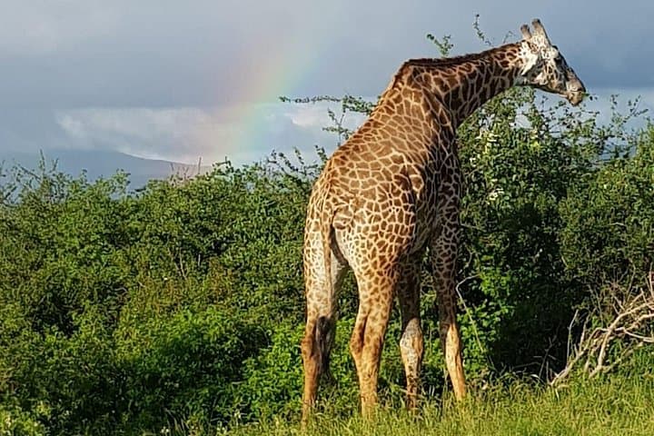 2-Day Tsavo East and Saltlick Safari from Mombasa
