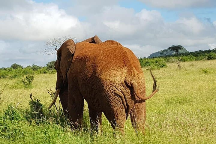2-Day Tsavo East & West Safari: Big Five Game Drive from Mombasa photo 4