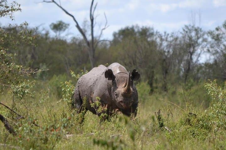6-Day Kenya Safari: Samburu, Ol Pejeta, Lake Nakuru & Naivasha Adventure
