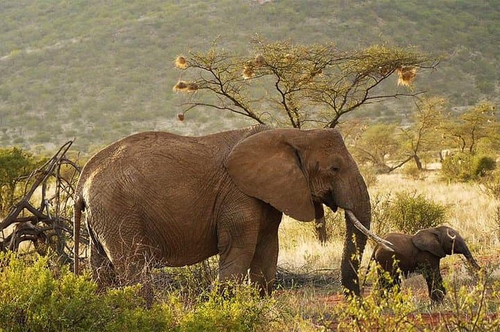 6-Day Kenya Safari: Samburu, Ol Pejeta, Lake Nakuru & Naivasha Adventure photo 2