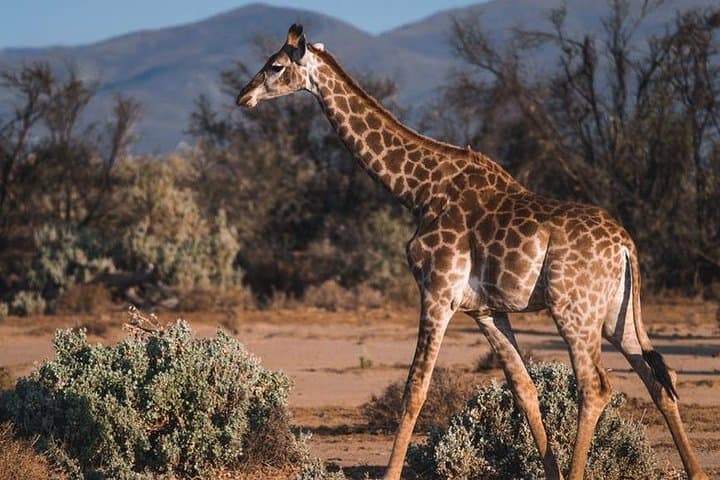 6-Day Kenya Safari: Samburu, Ol Pejeta, Lake Nakuru & Naivasha Adventure photo 4