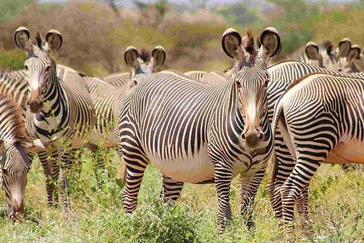 6-Day Kenya Safari: Samburu, Ol Pejeta, Lake Nakuru & Naivasha Adventure photo 5