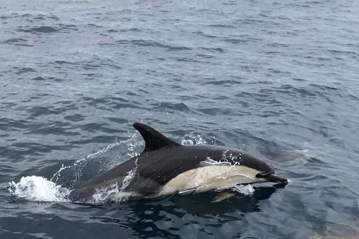 Peniche Dolphin Route: Two-Hour Cetacean Cruise to Caves and Cliffs photo 6