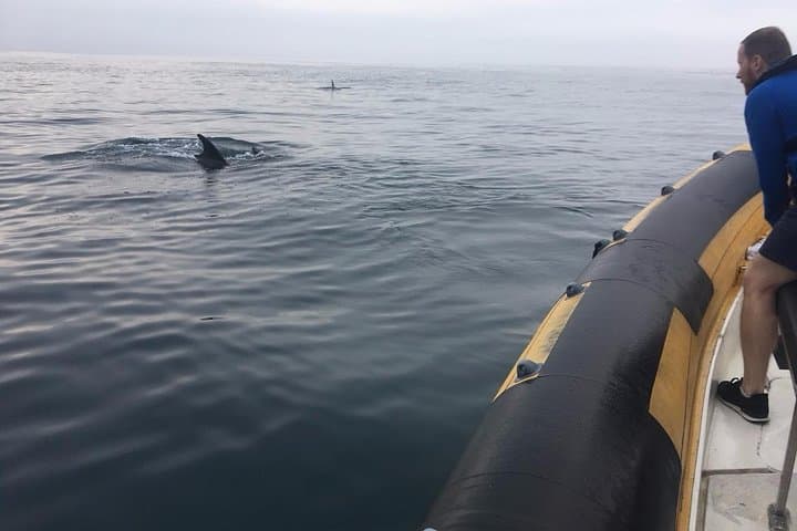 Peniche Dolphin Route: Two-Hour Cetacean Cruise to Caves and Cliffs photo 4