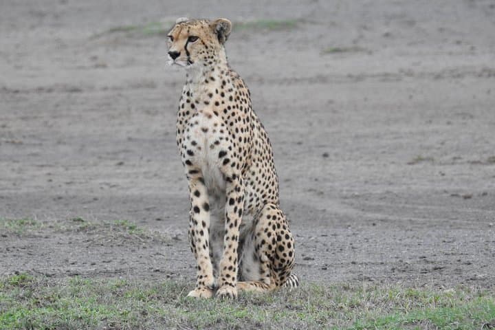 Calving Season Safari to Ndutu and Zanzibar: 10-Day Wildebeest Migration & Beach Escape photo 2