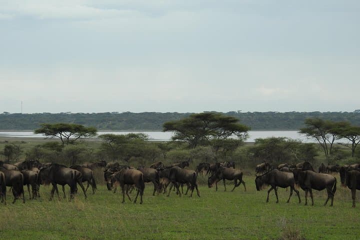 Calving Season Safari to Ndutu and Zanzibar: 10-Day Wildebeest Migration & Beach Escape photo 3