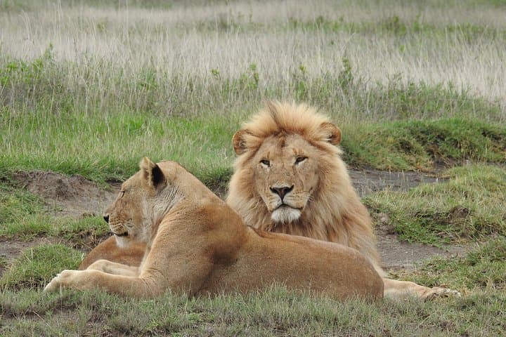 Calving Season Safari to Ndutu and Zanzibar: 10-Day Wildebeest Migration & Beach Escape photo 4