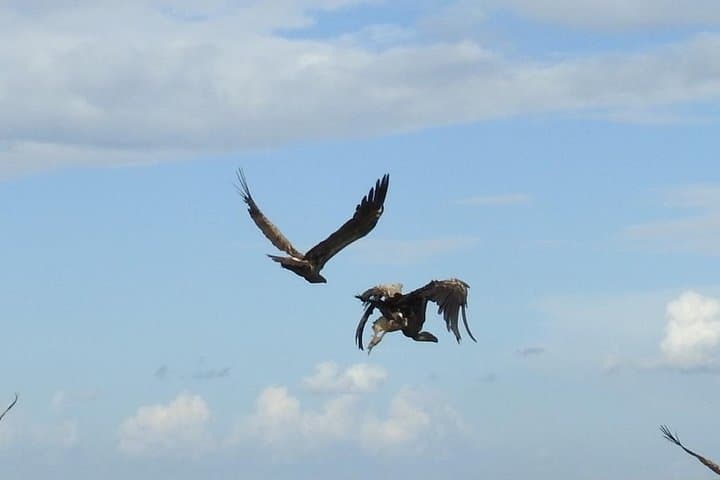 Calving Season Safari to Ndutu and Zanzibar: 10-Day Wildebeest Migration & Beach Escape photo 5
