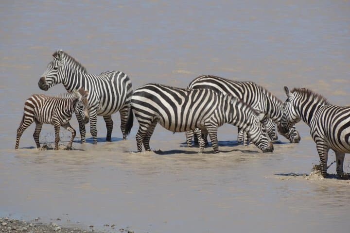 Calving Season Safari to Ndutu and Zanzibar: 10-Day Wildebeest Migration & Beach Escape photo 6
