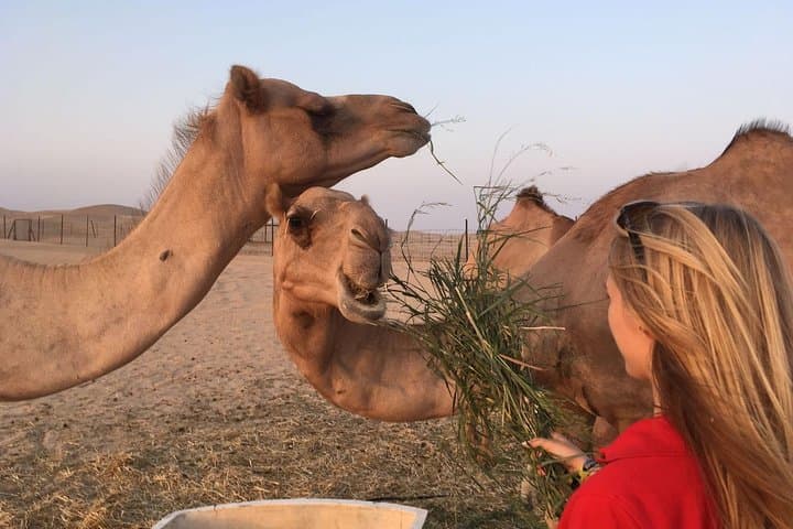 Private Morning Desert Safari in Al Khatim — Dune Bashing, Camel Riding & Sandboarding photo 2