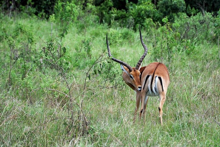 Mount Longonot Day Trek: Rim Walk & Crater Hike from Nairobi