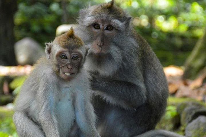 Quad-Biking Ubud: ATV Through Rice Terraces, Monkey Forest & Royal Palace photo 4