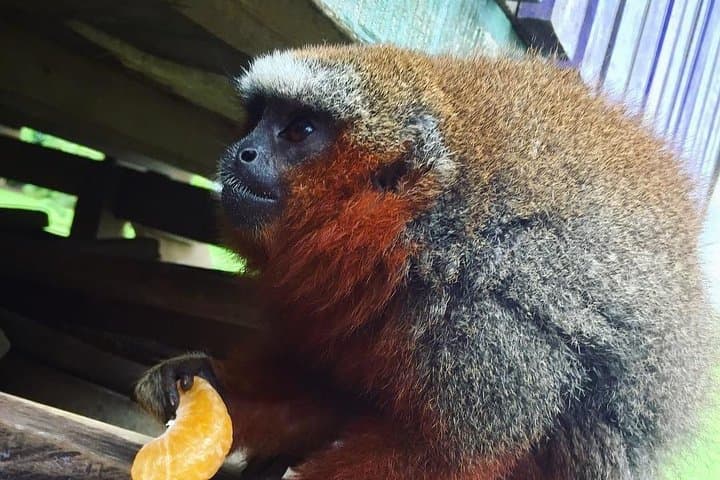 Monkey Island Iquitos: Amazon Primate Rescue & River Wildlife Boat Tour
