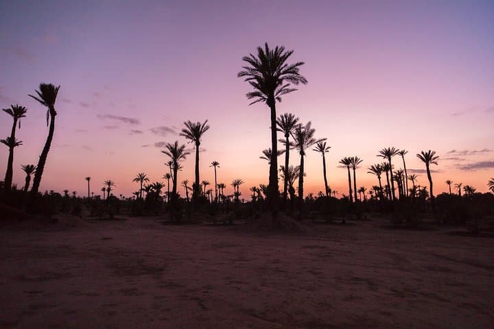 Sunset Camel Ride in Marrakech's Palmeraie: Dromedary Ride & Berber Tea Experience photo 5