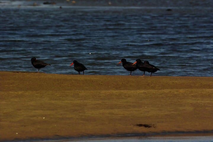 Sandwich Harbour and Pelican Point Full-Day Coastal Tour from Walvis Bay photo 3